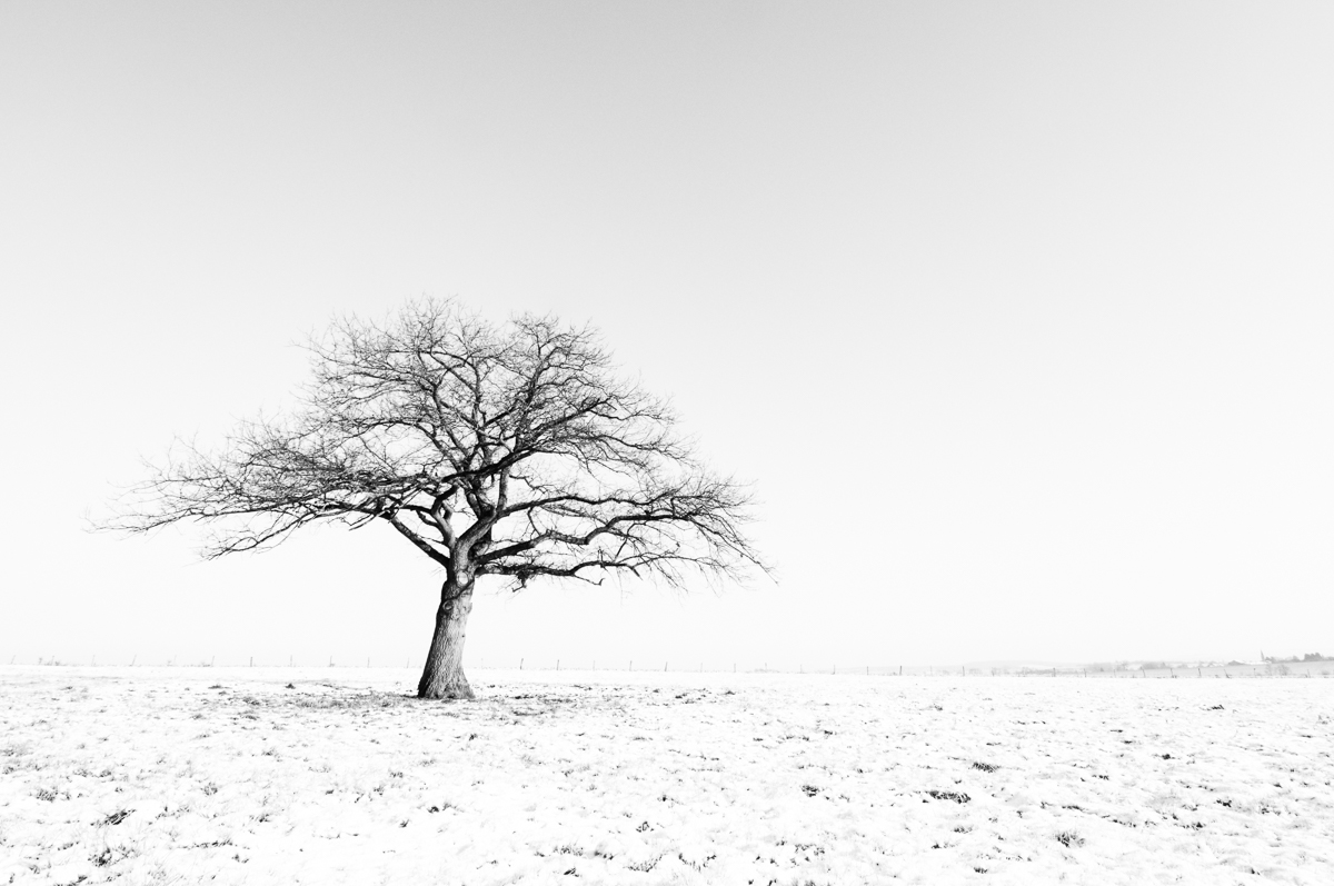 Auprès de mon arbre